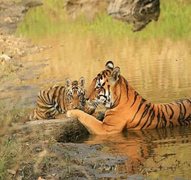 Buffer Zones of Sunderban National Park
