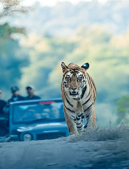Sunderban National Park