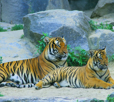 Buffer Zones of Sunderban National Park