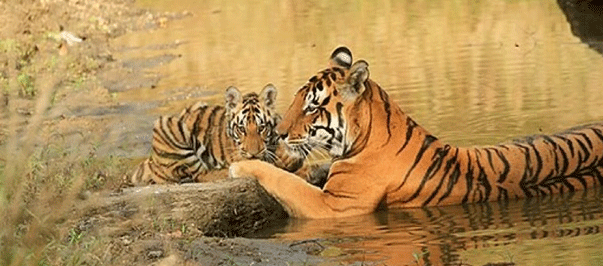 Buffer Zones of Sunderban National Park