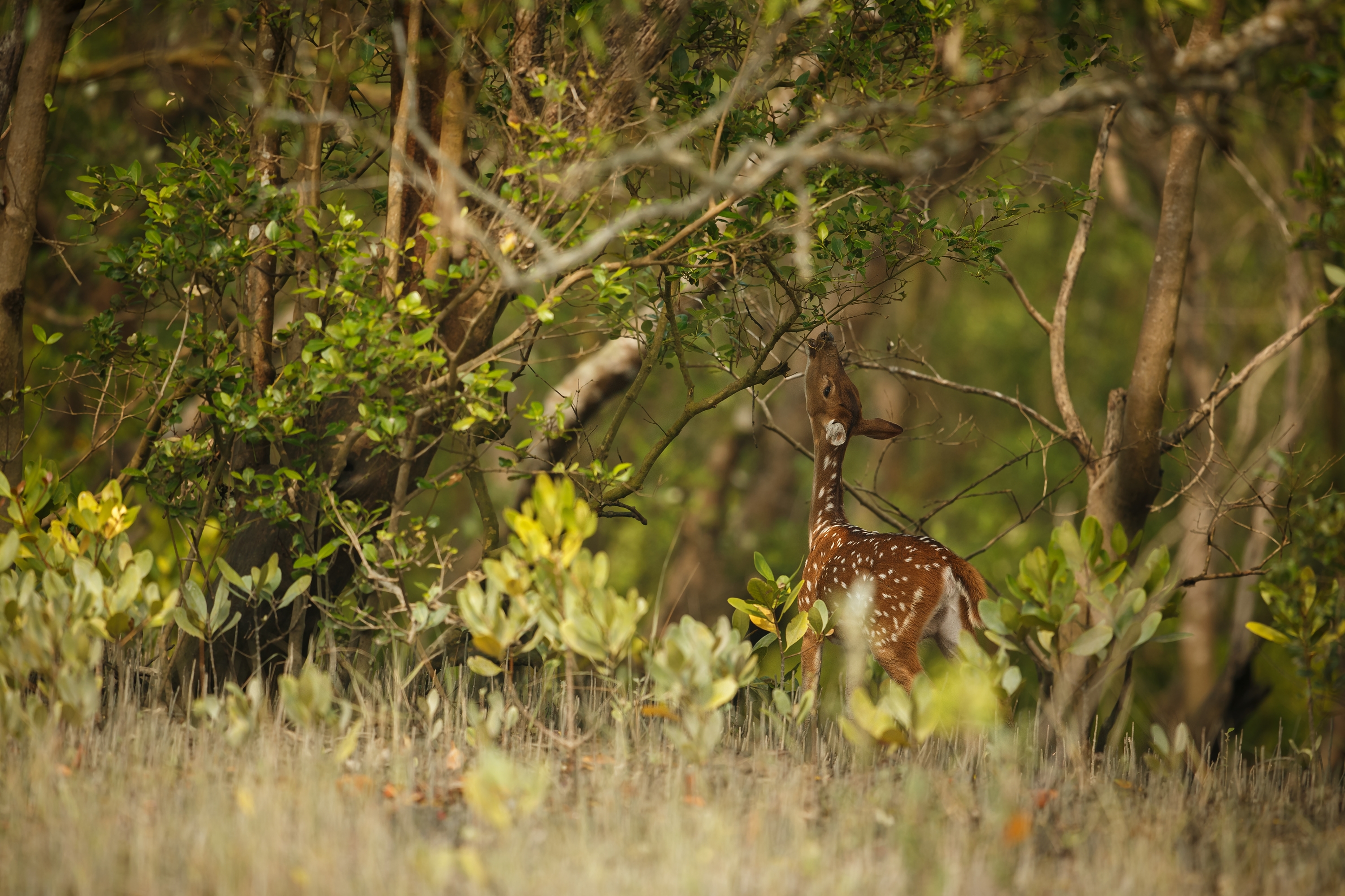 Summer season in Panna National Park