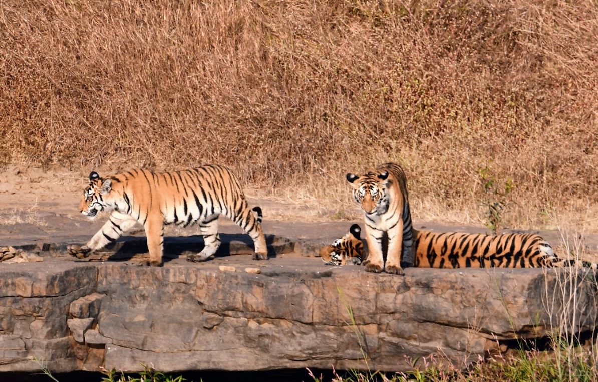 Panna Safari Booking Where River, Cliffs and Tigers Meet
