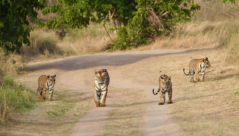 5 Common Mistakes to Avoid While Planning Panna National Park