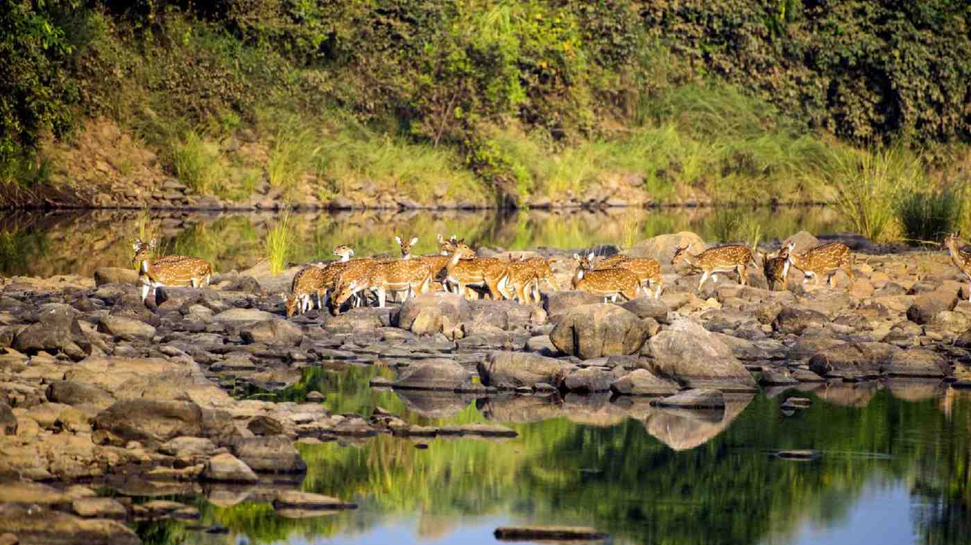 A Stress-Free Trip To Panna National Park with Palace Stay