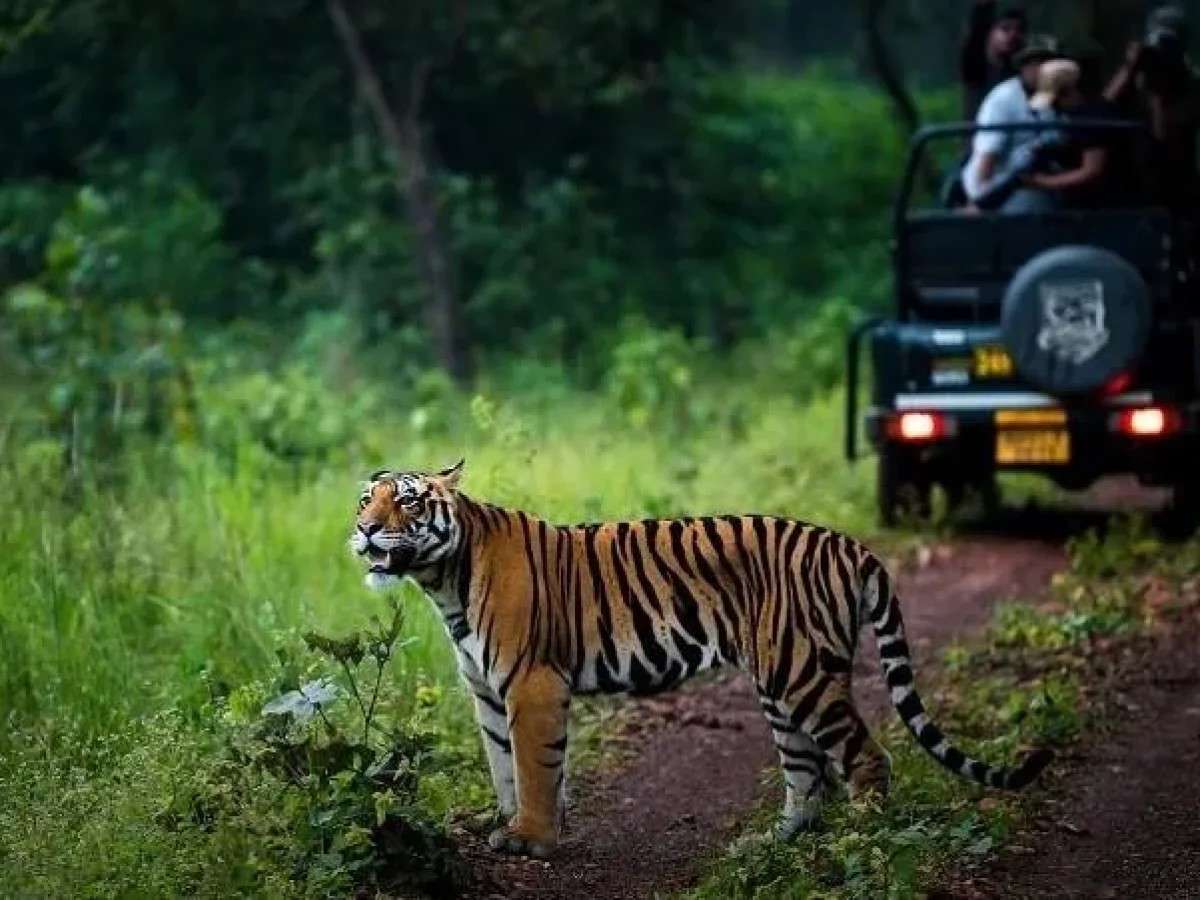 Go Eco With Panna Online Safari Booking