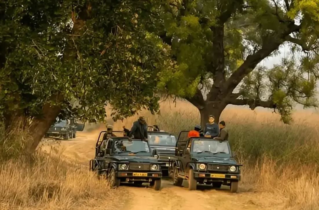  Panna Jeep Safari Booking Process: A Quick and Simple Guide